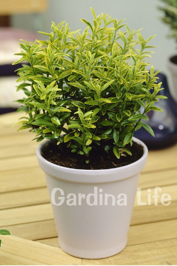 Sarı Çıtır Taflan Fidanı Euonymus Japonicus Microphyllus Pulchellus )
