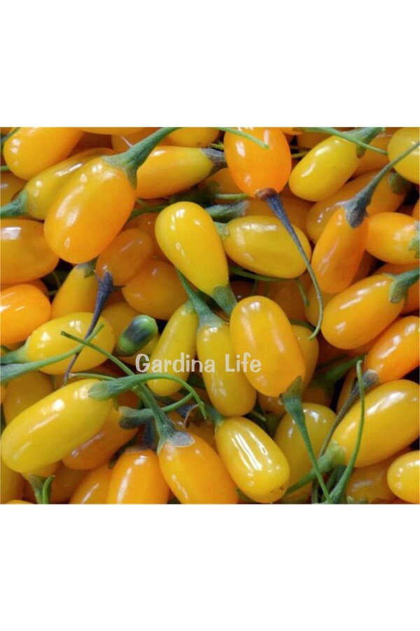 Sarı Goji Berry Fidanı  ( Lycium Barbarum Amber Sweet ) - 3