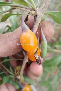Sarı Goji Berry Fidanı  ( Lycium Barbarum Amber Sweet ) - 4
