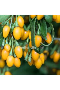 Sarı Goji Berry Fidanı  ( Lycium Barbarum Amber Sweet ) - 5