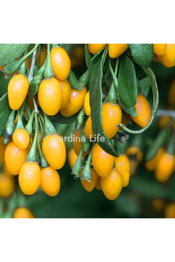 Sarı Goji Berry Fidanı  ( Lycium Barbarum Amber Sweet ) - 5