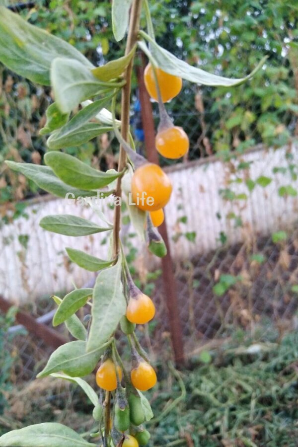 Sarı Goji Berry Fidanı  ( Lycium Barbarum Amber Sweet ) - 6