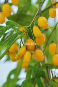 Sarı Goji Berry Fidanı  ( Lycium Barbarum Amber Sweet ) - 1