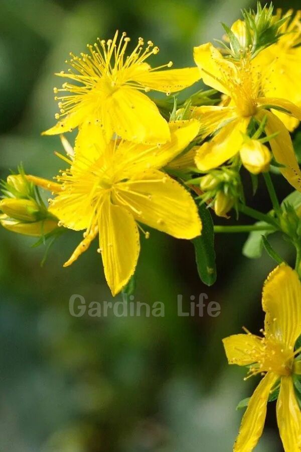 Sarı Kantaron Otu Fidesi  ( Hypericum Perforatum ) - 1