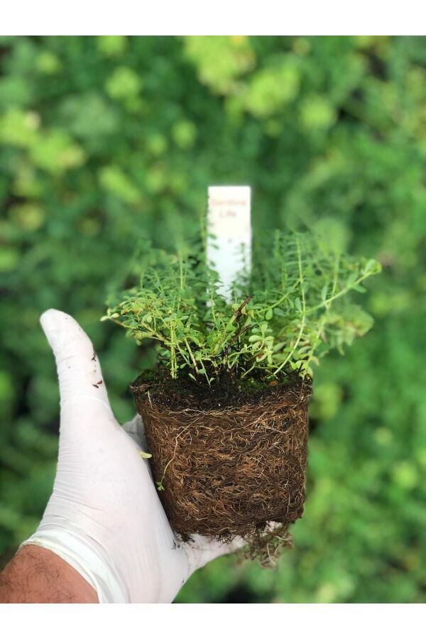 Sarı Kantaron Otu Fidesi  ( Hypericum Perforatum ) - 2