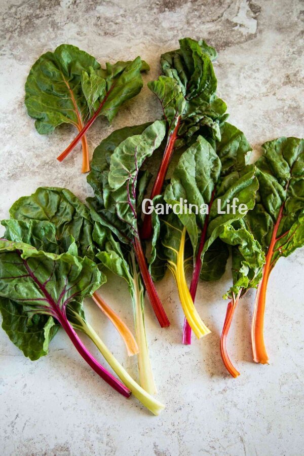 Sarı Renkli Pazı Fidesi Swiss Chard 10 Adet - 1