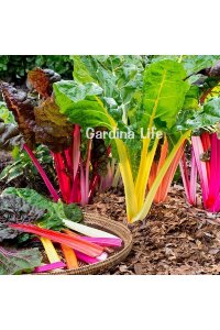 Sarı Renkli Pazı Fidesi Swiss Chard 10 Adet - 2