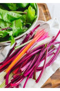 Sarı Renkli Pazı Fidesi Swiss Chard 10 Adet - 4