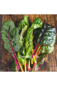 Sarı Renkli Pazı Fidesi Swiss Chard 10 Adet - 5