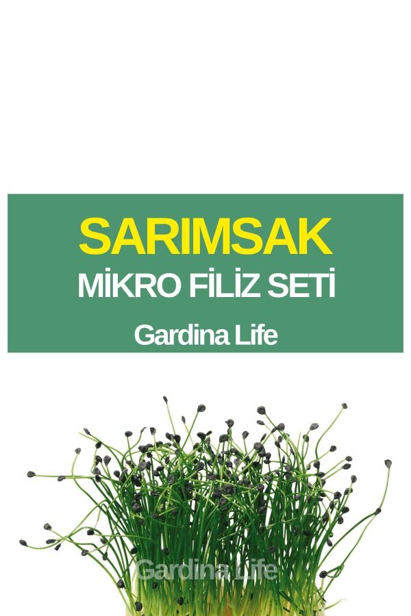 Sarımsak Mikro Filiz Seti - 1