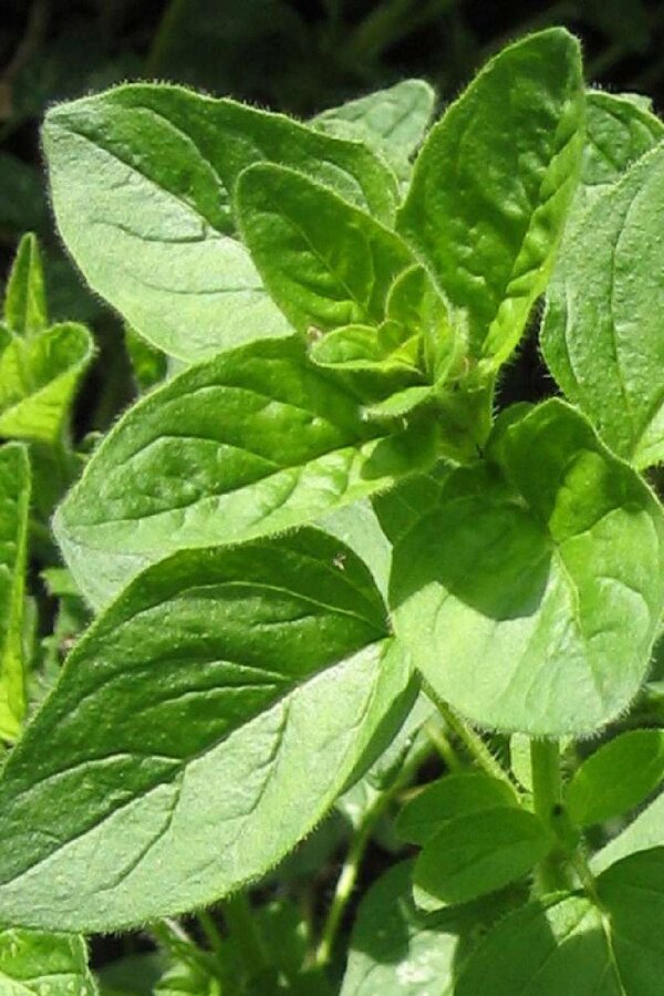 Sarkan Kekik Fidesi Geniş Yapraklı ( Origanum Vulgare ) Diabolo 