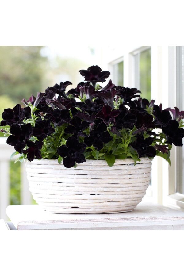 Sarkan Petunya Fidesi Petunia Atkinsiana Back To Black  - 1