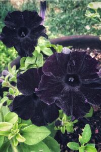 Sarkan Petunya Fidesi Petunia Atkinsiana Back To Black  - 5