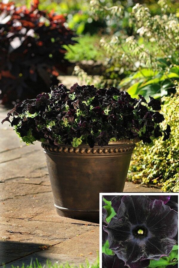 Sarkan Petunya Fidesi Petunia Atkinsiana Back To Black  - 6