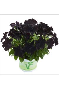 Sarkan Petunya Fidesi Petunia Atkinsiana Back To Black  - 7