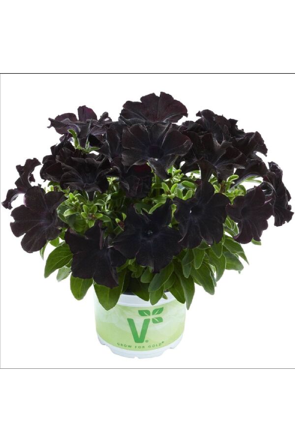 Sarkan Petunya Fidesi Petunia Atkinsiana Back To Black  - 7