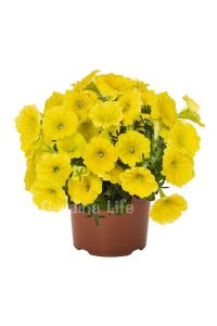 Sarkan Petunya Fidesi ( Petunia Atkinsiana ) Canary Yellow  - 1