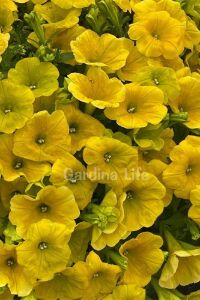 Sarkan Petunya Fidesi ( Petunia Atkinsiana ) Canary Yellow  - 3