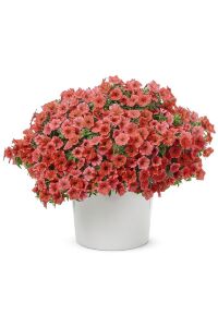Sarkan Petunya Fidesi ( Petunia Atkinsiana ) Cinnamon  - 1