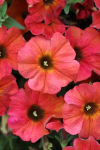 Sarkan Petunya Fidesi ( Petunia Atkinsiana ) Cinnamon  - 5