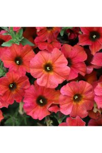 Sarkan Petunya Fidesi ( Petunia Atkinsiana ) Cinnamon  - 6