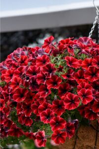 Sarkan Petunya Fidesi ( Petunia Atkinsiana ) Fiona Flash  - 3