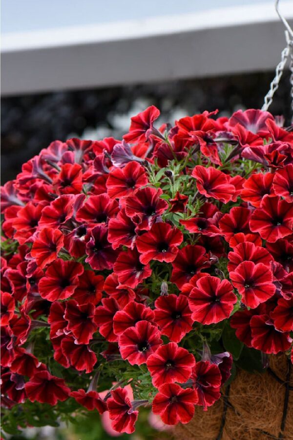 Sarkan Petunya Fidesi ( Petunia Atkinsiana ) Fiona Flash  - 3