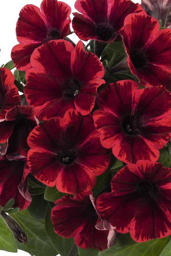 Sarkan Petunya Fidesi ( Petunia Atkinsiana ) Fiona Flash  - 4