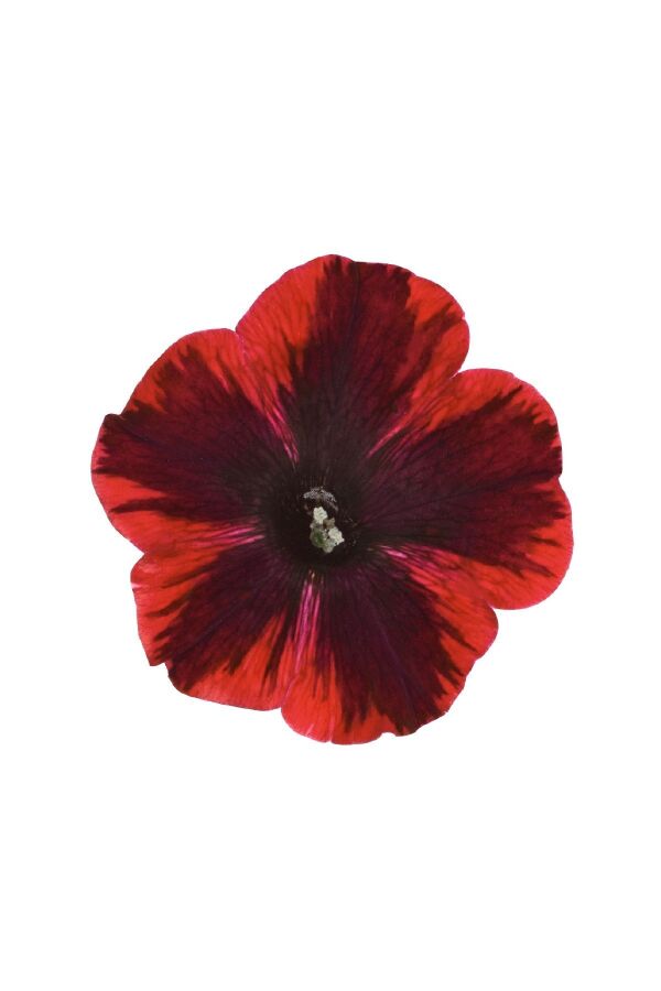 Sarkan Petunya Fidesi ( Petunia Atkinsiana ) Fiona Flash  - 5