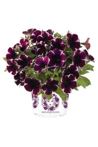 Sarkan Petunya Fidesi ( Petunia Atkinsiana ) Miss Marvelous  - 1