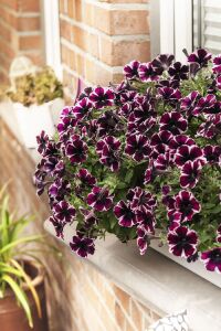 Sarkan Petunya Fidesi ( Petunia Atkinsiana ) Miss Marvelous  - 3