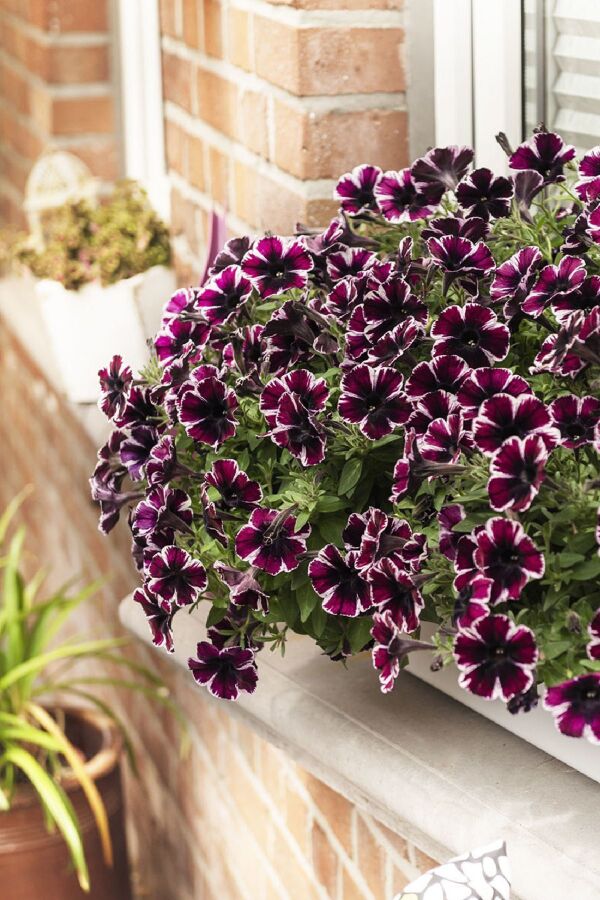 Sarkan Petunya Fidesi ( Petunia Atkinsiana ) Miss Marvelous  - 3