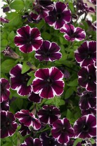 Sarkan Petunya Fidesi ( Petunia Atkinsiana ) Miss Marvelous  - 4