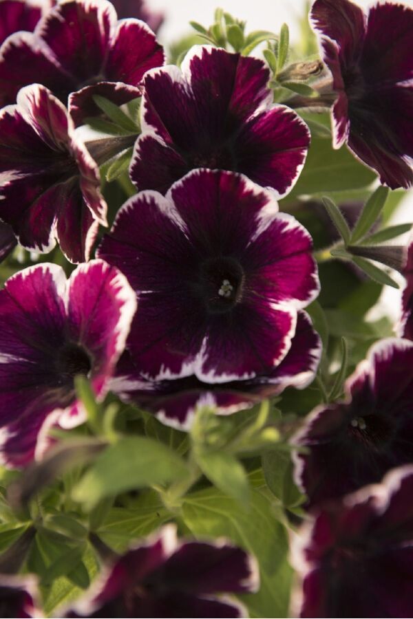 Sarkan Petunya Fidesi ( Petunia Atkinsiana ) Miss Marvelous  - 5