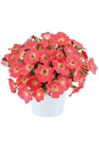 Sarkan Petunya Fidesi ( Petunia Atkinsiana ) Salmon  - 1