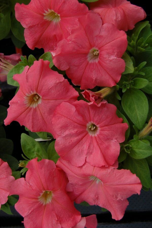 Sarkan Petunya Fidesi ( Petunia Atkinsiana ) Salmon  - 5