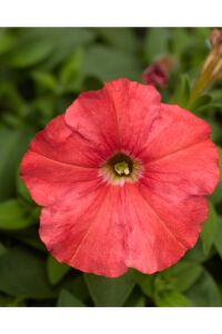 Sarkan Petunya Fidesi ( Petunia Atkinsiana ) Salmon  - 7