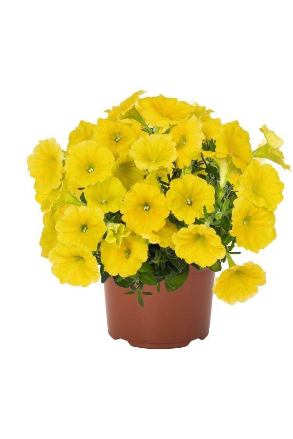 Sarkan Petunya Fidesi ( Petunia Atkinsiana ) Yellow  - 1