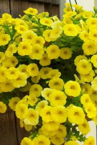 Sarkan Petunya Fidesi ( Petunia Atkinsiana ) Yellow  - 3