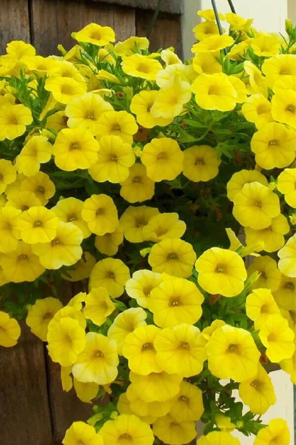 Sarkan Petunya Fidesi ( Petunia Atkinsiana ) Yellow  - 3