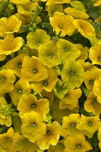 Sarkan Petunya Fidesi ( Petunia Atkinsiana ) Yellow  - 4