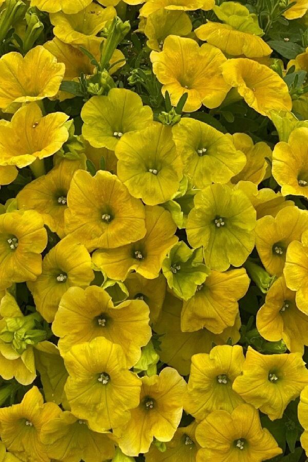 Sarkan Petunya Fidesi ( Petunia Atkinsiana ) Yellow  - 4