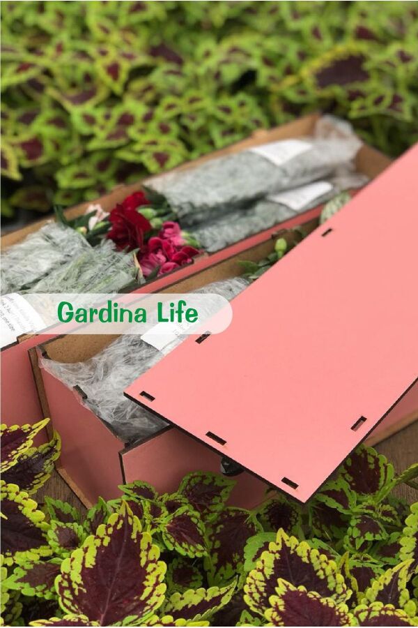 Sarkan Petunya Fidesi ( Petunia Atkinsiana ) Yellow  - 6