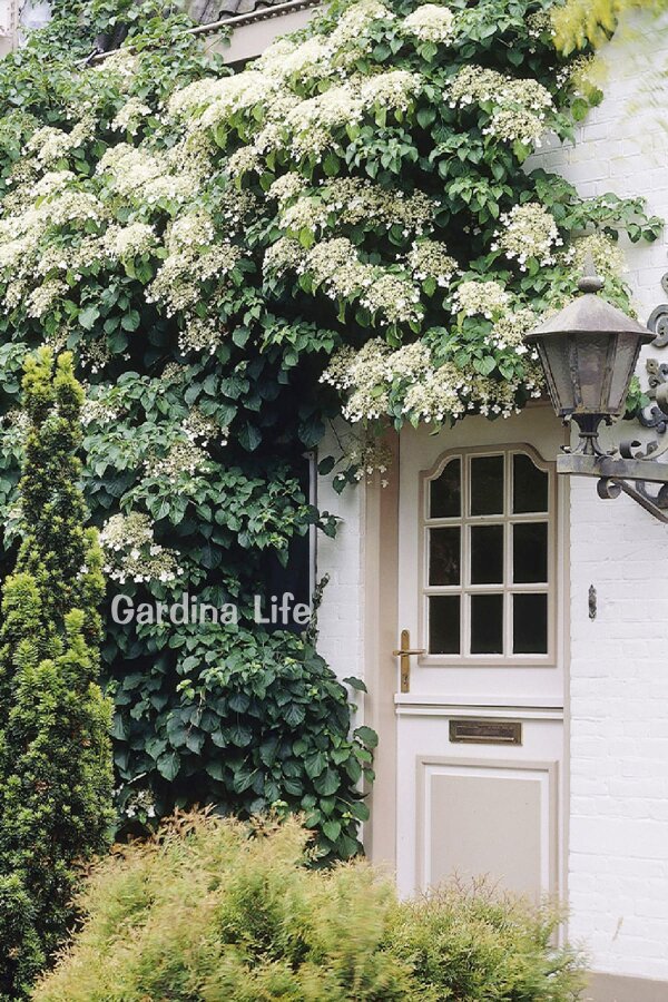 Sarmaşık Ortanca Fidanı  ( Hydrangea Anomala Petiolaris ) - 1
