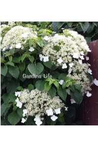 Sarmaşık Ortanca Fidanı  ( Hydrangea Anomala Petiolaris ) - 2