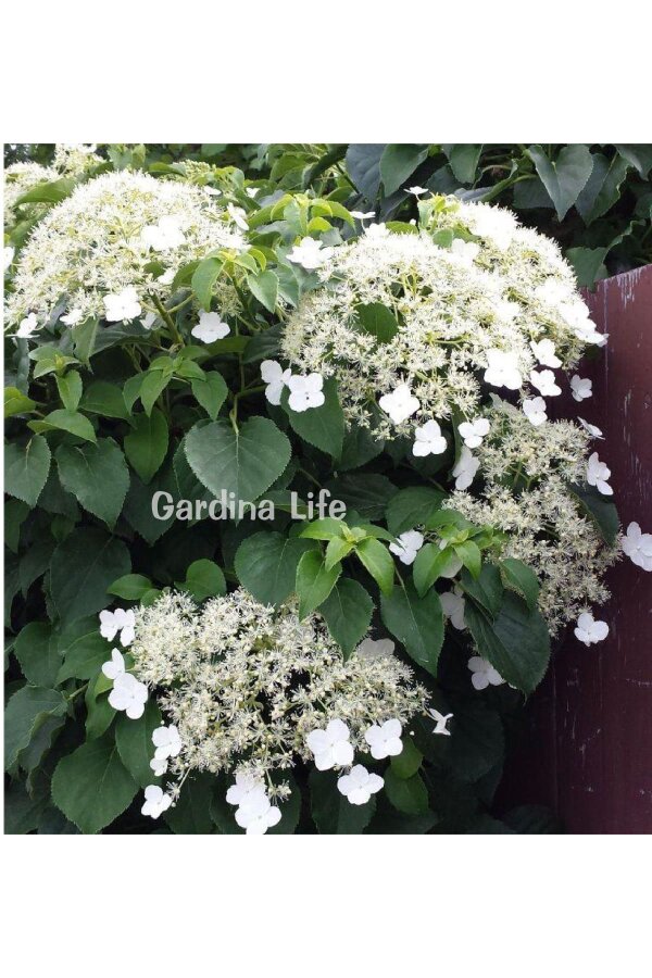 Sarmaşık Ortanca Fidanı  ( Hydrangea Anomala Petiolaris ) - 2