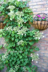 Sarmaşık Ortanca Fidanı  ( Hydrangea Anomala Petiolaris ) - 3
