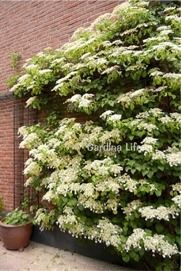 Sarmaşık Ortanca Fidanı  ( Hydrangea Anomala Petiolaris ) - 4