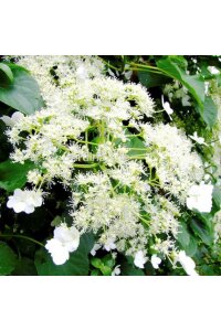 Sarmaşık Ortanca Fidanı  ( Hydrangea Anomala Petiolaris ) - 5
