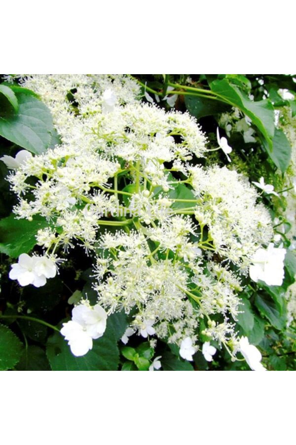 Sarmaşık Ortanca Fidanı  ( Hydrangea Anomala Petiolaris ) - 5